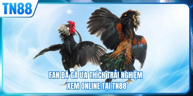 Fan đá gà ưa thích trải nghiệm xem online tại TN88