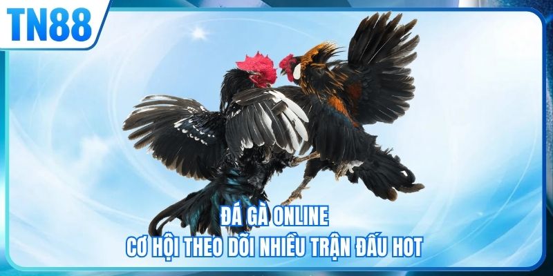 Đá gà online - Cơ hội theo dõi nhiều trận đấu hot